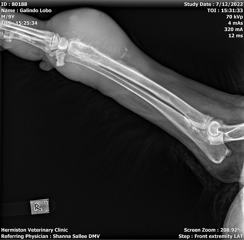 X-ray of 9 year-old mixed Akbash canine right leg showing imaging of osteosarcoma of distal radius